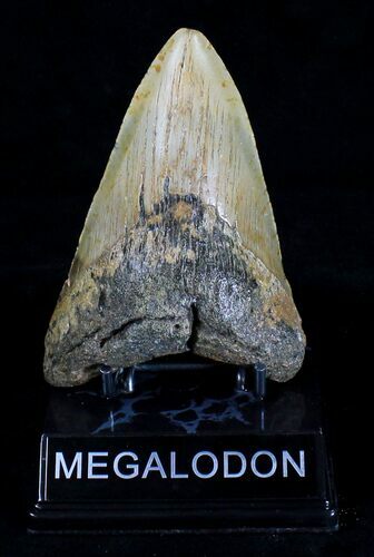 Bargain Megalodon Tooth - North Carolina #18377